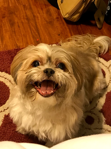 Pet Store «PetSmart», reviews and photos, 727 N Hwy 67, Cedar Hill, TX 75104, USA