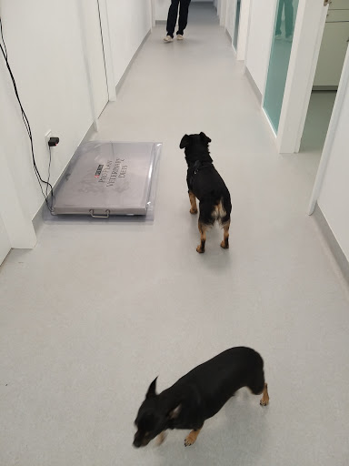 Miudiño Centro Veterinario en Vigo