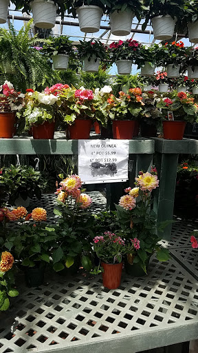 Garden Center «Westminster Nursery & Florist», reviews and photos, 30 Westminster Rd, West Hempstead, NY 11552, USA