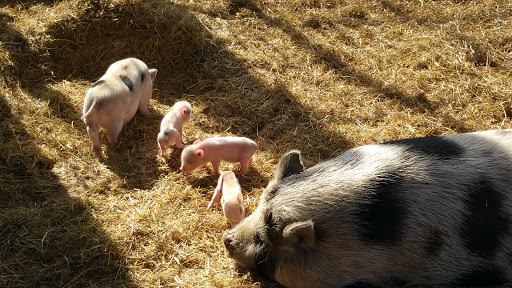 Zoo «Animal World & Snake Farm Zoo», reviews and photos, 5640 Interstate 35 Frontage Rd, New Braunfels, TX 78132, USA