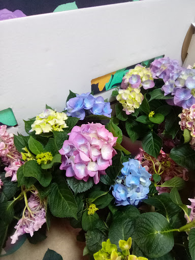 Department Store «Walmart Supercenter», reviews and photos, 409 Sylamore Ave, Mountain View, AR 72560, USA