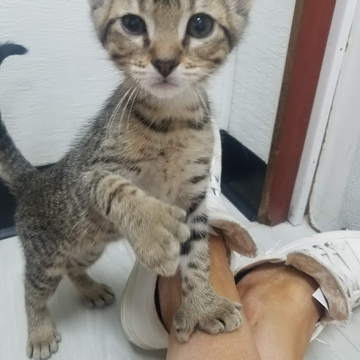 Pet Store «Petland Topeka», reviews and photos, 1801 SW Wanamaker Rd, Topeka, KS 66614, USA