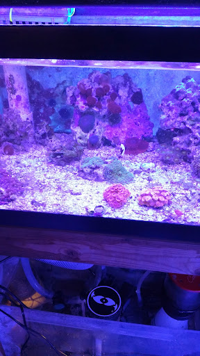 Pet Store «Aquarium & Reef Center», reviews and photos, 231 Del Prado Blvd, Cape Coral, FL 33990, USA