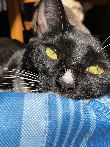 Animal Shelter «Oregon Humane Society», reviews and photos