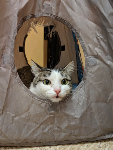 Pet Supply Store «PetSmart», reviews and photos, 26532 Towne Centre Dr, Foothill Ranch, CA 92610, USA