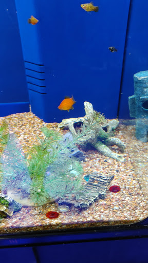 Tropical Fish Store «Exotic Aquatics», reviews and photos, 2929 Custer Rd #317, Plano, TX 75075, USA