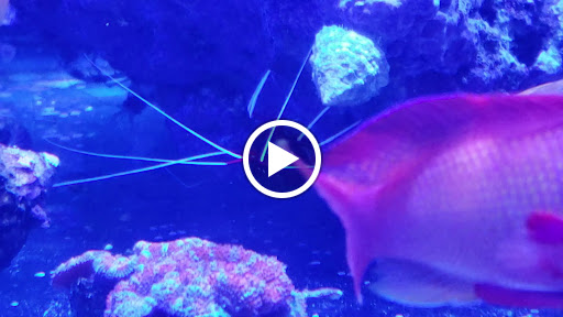 Pet Supply Store «Odyssey Pets», reviews and photos, 14999 Preston Rd #400a, Dallas, TX 75254, USA