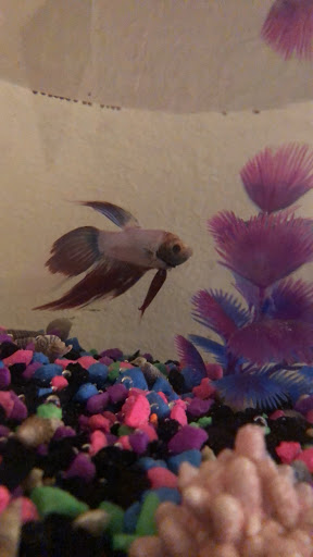 Pet Supply Store «Pet City», reviews and photos, 185 Lafayette Rd, Seabrook, NH 03874, USA