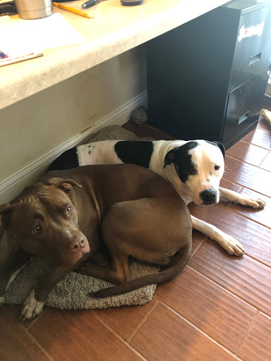 Pet Boarding Service «Howliday Inn Suites & Treats Pet Resort», reviews and photos, 1 Davis Ct, Hurricane, WV 25526, USA