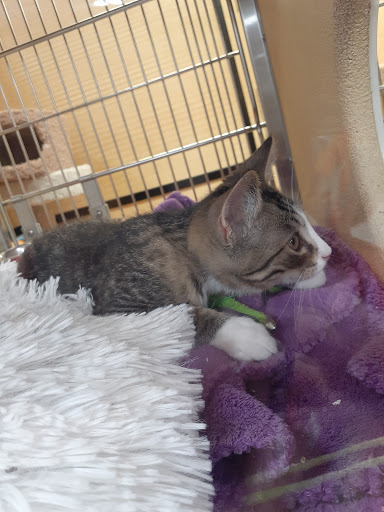 Pet Supply Store «PetSmart», reviews and photos, 1183 Berkshire Blvd, Wyomissing, PA 19610, USA