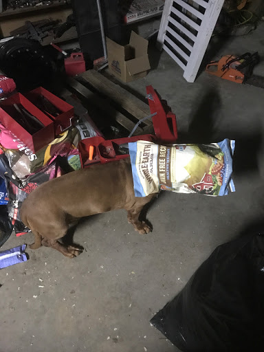 1 Love Dog Rescue image