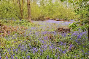 Great Church Wood Nature Reserve image