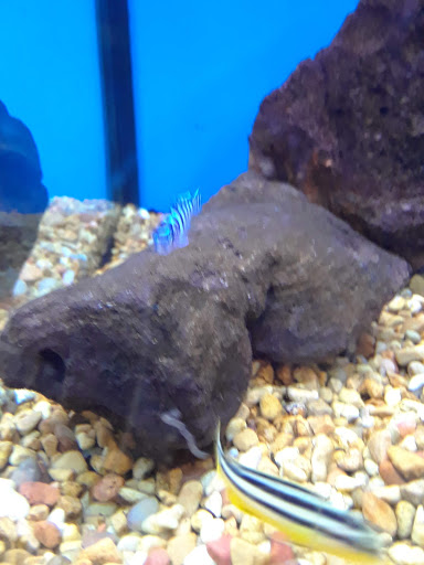 Pet Supply Store «Petco Animal Supplies», reviews and photos, 27111 167th Pl SE #113, Covington, WA 98042, USA