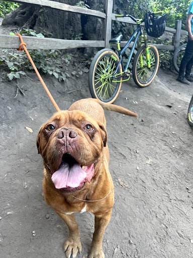 Bicycle Store «Cycle Works», reviews and photos, 1420 Mission St, Santa Cruz, CA 95060, USA