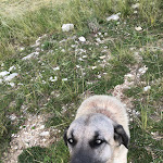 Photo n° 2 de l'avis de Danylo.i fait le 25/06/2023 à 23:31 pour Chapelle Saint-Julien à Puget-Rostang