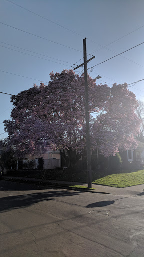 Park «Sewallcrest Park», reviews and photos, SE 31st Ave & Market St, Portland, OR 97214, USA