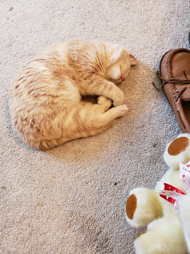 Pet Supply Store «Petco Animal Supplies», reviews and photos, 993 Branson Hills Pkwy, Branson, MO 65616, USA