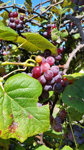 Vineyard «Romano Vineyard & Winery», reviews and photos, 15715 Bald Eagle School Rd, Brandywine, MD 20613, USA