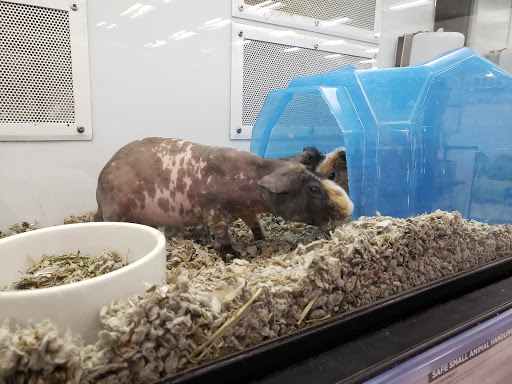 Pet Supply Store «Petco Animal Supplies», reviews and photos, 3525 W Victory Blvd, Burbank, CA 91505, USA