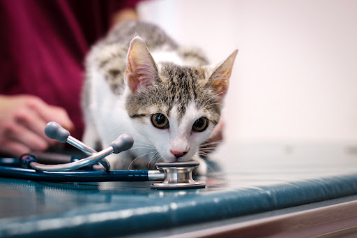 Tierarztpraxis Schönwalde Tierarzt Tobias Haubner & Team unter Schönwalde-Glien, Brandenburg
