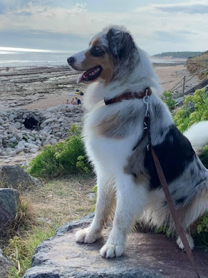 Educateur canin Respectdogs Honfleur Pont-Audemer à Fiquefleur-Équainville