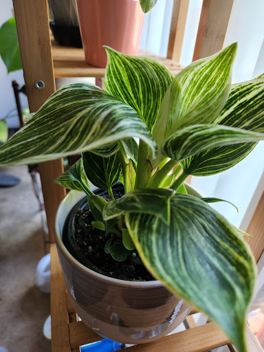 Grocery Store «Grocery Outlet Bargain Market», reviews and photos, 3508 College Blvd, Oceanside, CA 92056, USA