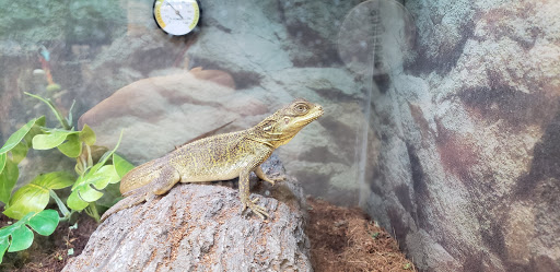 Pet Supply Store «Petco Animal Supplies», reviews and photos, 1100 Middle Country Rd, Selden, NY 11784, USA