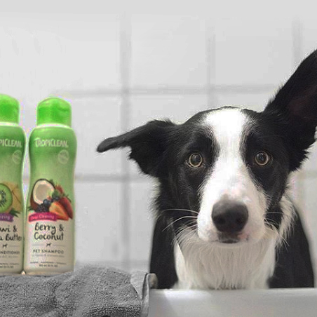 Pet Supply Store «Dogge Style Pets Passyunk», reviews and photos, 1700 E Passyunk Ave, Philadelphia, PA 19148, USA