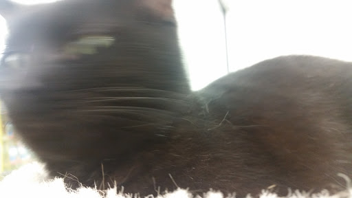 Pet Supply Store «Pet Supplies Plus», reviews and photos, 311 Sagamore Pkwy N, Lafayette, IN 47904, USA