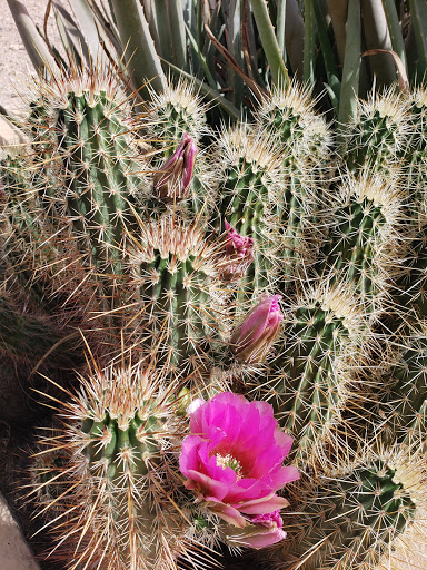 History Museum «Pueblo Grande», reviews and photos, 4619 E Washington St, Phoenix, AZ 85034, USA