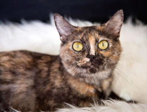 Pet Supply Store «Crossroads Pets», reviews and photos, 707 Monroe St, Nashville, TN 37208, USA