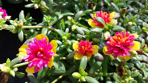 Produce Market «Nelson Family Farms», reviews and photos, 875 W Midway Rd, Fort Pierce, FL 34982, USA