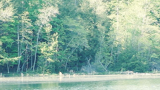 Park «Bays Mountain Park & Planetarium», reviews and photos, 853 Bays Mountain Rd, Kingsport, TN 37660, USA