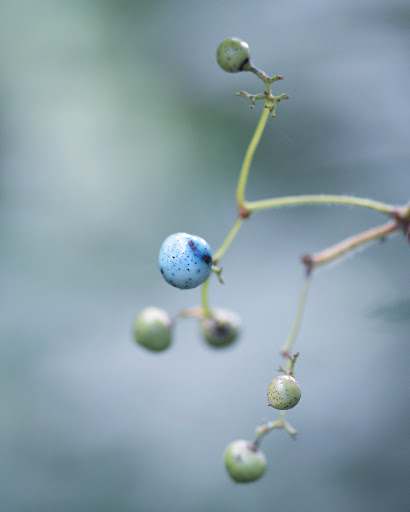 Nature Preserve «Creasey Mahan Nature Preserve», reviews and photos, 12501 Harmony Landing Rd, Goshen, KY 40026, USA