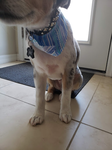 Pet Groomer «Woof Gang Bakery & Grooming Lake Nona - Retail, Grooming», reviews and photos, 10743 Narcoossee Rd, Orlando, FL 32832, USA