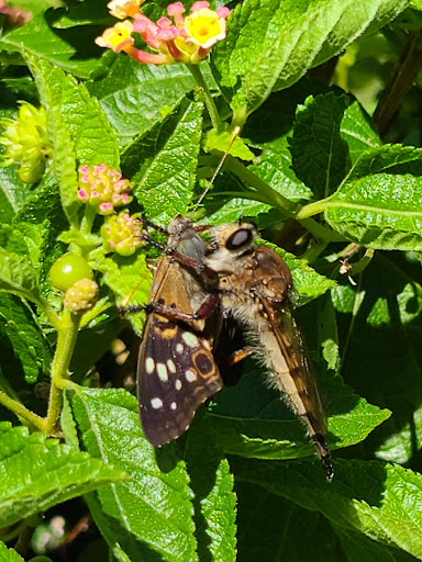 Museum «Audubon Museum & Nature Center», reviews and photos, 3100 US-41, Henderson, KY 42420, USA