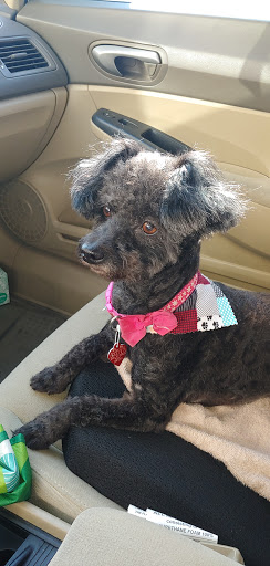 Pet Store «Oak Clips Pet Boutique & Grooming», reviews and photos, 502 N Edgefield Ave, Dallas, TX 75208, USA