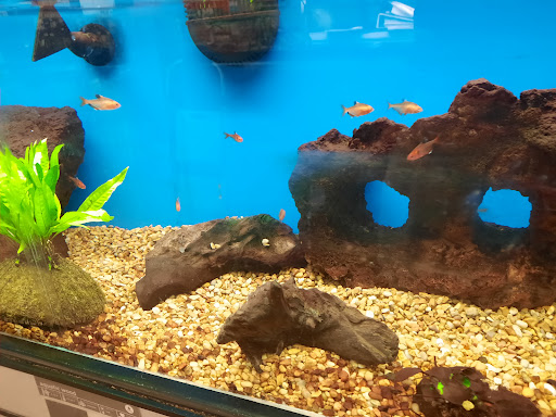 Pet Supply Store «Petco Animal Supplies», reviews and photos, 753 53rd Ave NE, Fridley, MN 55421, USA