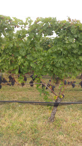 Vineyard «Baiting Hollow Farm Vineyard», reviews and photos, 2114 Sound Ave, Calverton, NY 11933, USA