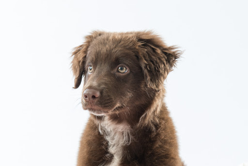 Tierärztliche Praxis Dr. Marco Atzeni unter Brühl, Nordrhein-Westfalen