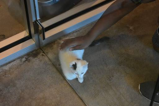 Pet Supply Store «Virginia Beach SPCA Pet Supplies & Adoption Center», reviews and photos, 983 Providence Square Shopping Center, Virginia Beach, VA 23464, USA