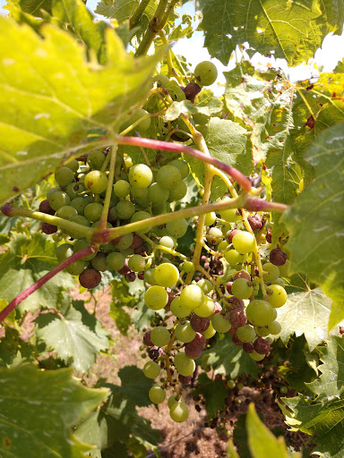 Winery «Balic Winery», reviews and photos, 6623 Harding Hwy, Mays Landing, NJ 08330, USA