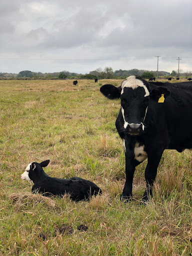 Produce Wholesaler «Goodson Farms Inc.», reviews and photos, 12405 Balm Rd, Balm, FL 33503, USA