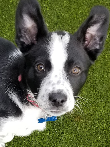 The Boutique @ Top Dog Country Club