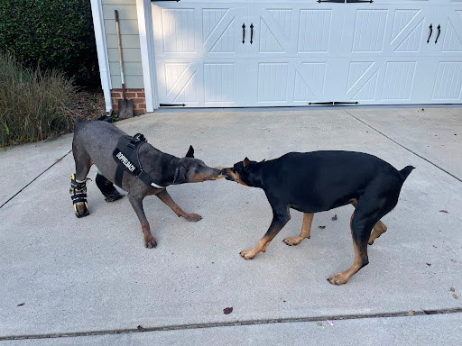 Insurance Agency «Embrace Pet Insurance», reviews and photos