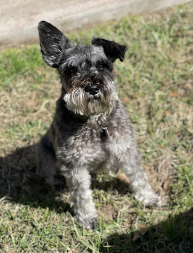 Pet Store «Natural Pawz - Pinecroft», reviews and photos, 1580 Lake Woodlands Dr, The Woodlands, TX 77380, USA