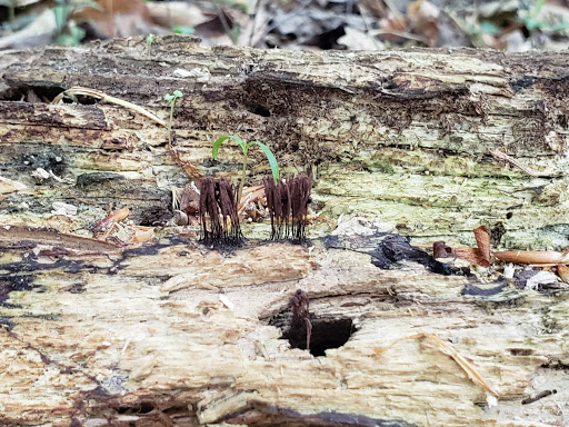 Nature Preserve «Governor Bridge Natural Area», reviews and photos, 7600 Governor Bridge Rd, Bowie, MD 20716, USA