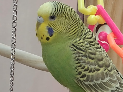 Pet Supply Store «Petco Animal Supplies», reviews and photos, 2435 N Hwy 67, Florissant, MO 63033, USA