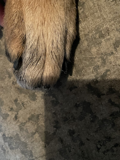 Pet Supply Store «PetSmart», reviews and photos, 31705 Pacific Hwy S, Federal Way, WA 98003, USA