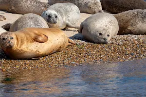 Temple Seal Trips at Blakeney Point image
